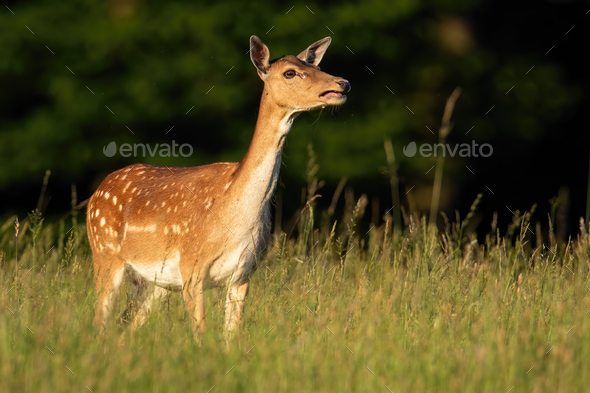 Fallow deer hind calling on green meadow in summer sunlight - Stock Photo - Images