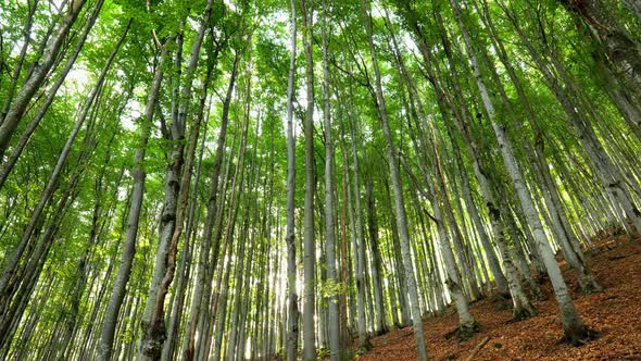 Spring Beech Forest in Rays of Setting Sun