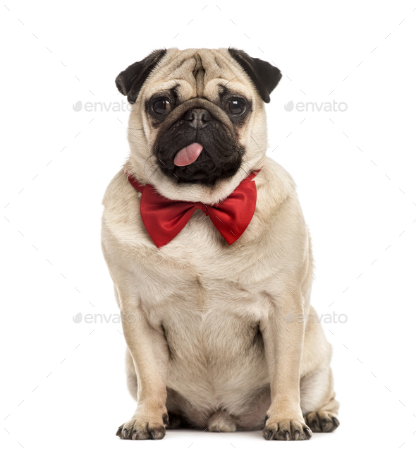 pug bow tie