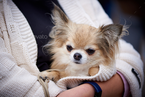 Caring for a small dog - Stock Photo - Images