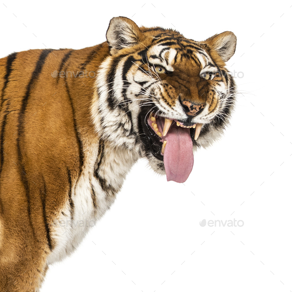 Tiger, mouth open, sniffing the air, isolated on white Stock Photo by