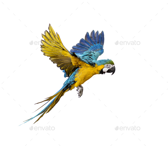 underholdning mål snesevis Side view of a blue-and-yellow macaw, Ara ararauna, flying Stock Photo by  Lifeonwhite