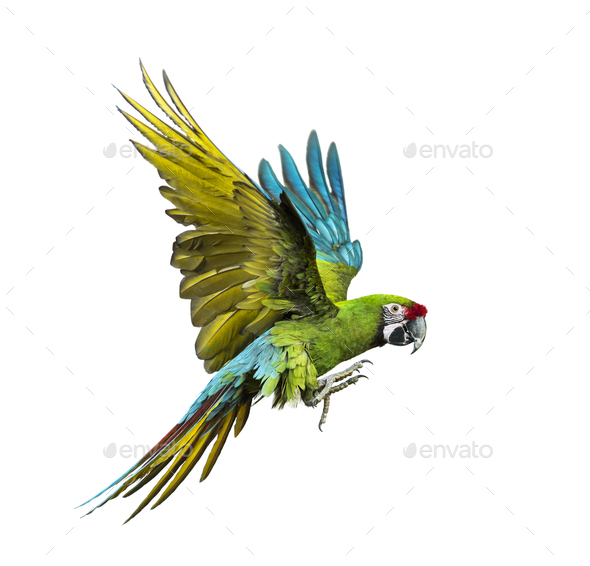 Sequel aborre mus Military macaw, Ara militaris, flying, isolated on white Stock Photo by  Lifeonwhite