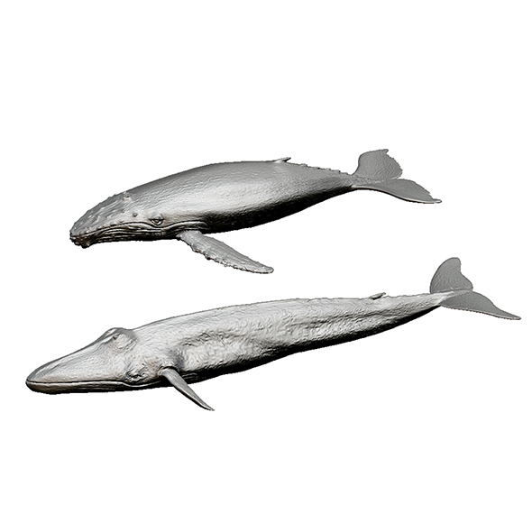 whale print 3d - 3Docean 31921013
