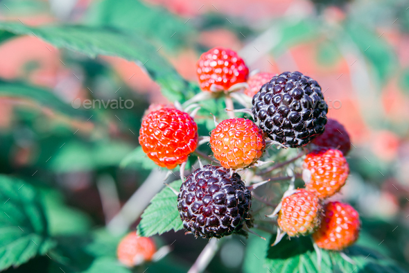 branch of black raspberry or blackberry with unripe red and ripe black berries - Stock Photo - Images