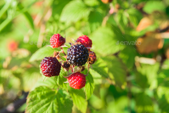 branch of black raspberry or blackberry with unripe red and ripe black berries - Stock Photo - Images