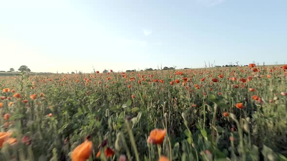 Field Full of Red Poppies in the Summer alt