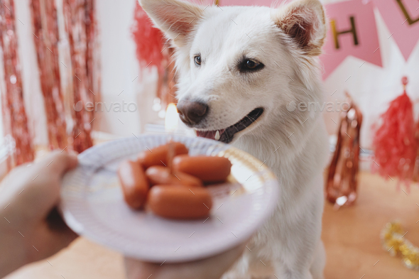 dog looking cake