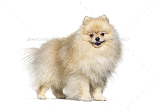 small spitz breeds