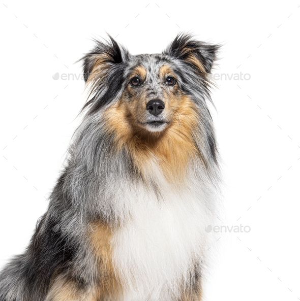 blue merle sheltie