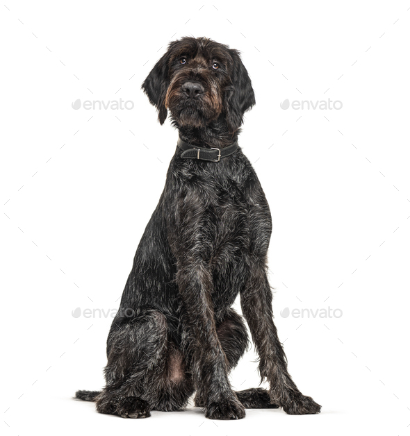 german wirehaired pointer white