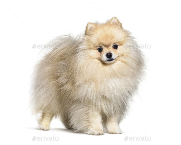 small spitz breeds