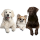Group of dogs, pets, leaning on a white empty board - PhotoDune Item for Sale