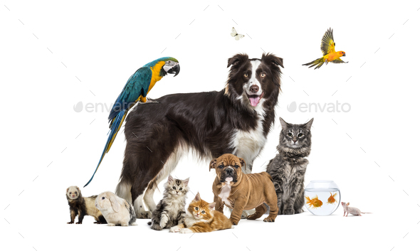 Group of pets posing around a border collie; dog, cat, ferret, r