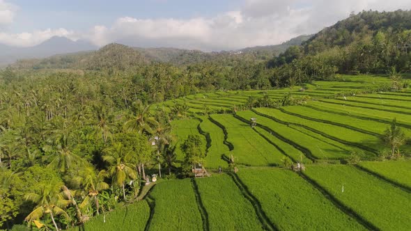 Rice Terraces and Agricultural Land in Indonesia alt