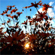 Sunset Behind Flowers - VideoHive Item for Sale