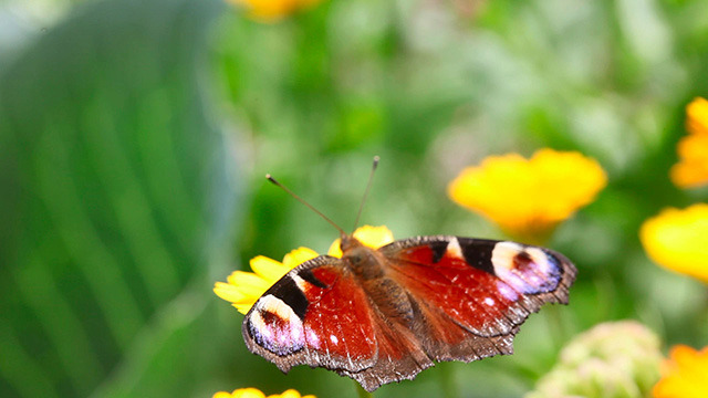 Peacock butterfly alt