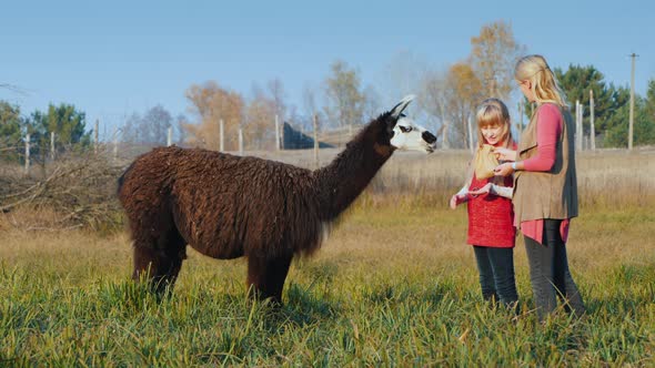 Girl with Mom Feeds the Alpaca in the Park. Nice Day Off with Baby alt