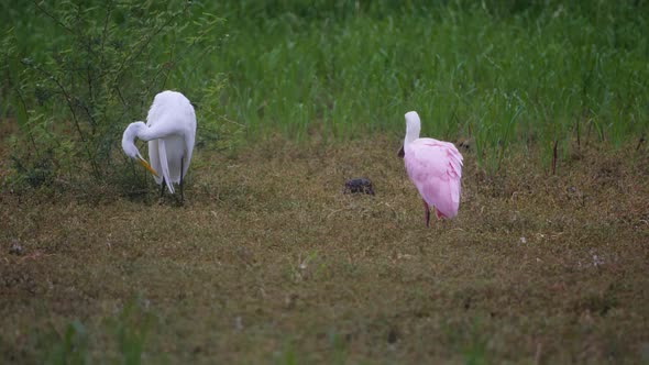Rare roseate spoonbill in Arizona cleaning its feathers next to an egret. alt