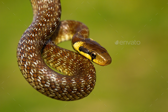 LOOK, SNAKE, 3D, GREEN, HD wallpaper