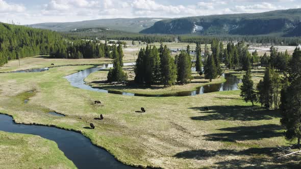 Beautiful Wyoming River Landscape View with Herd of Wild Bisons Aerial View alt