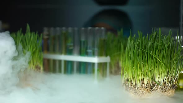 Lab Worker Comparing Plant in Test Tube and Green Wheat Sample, Experiment alt