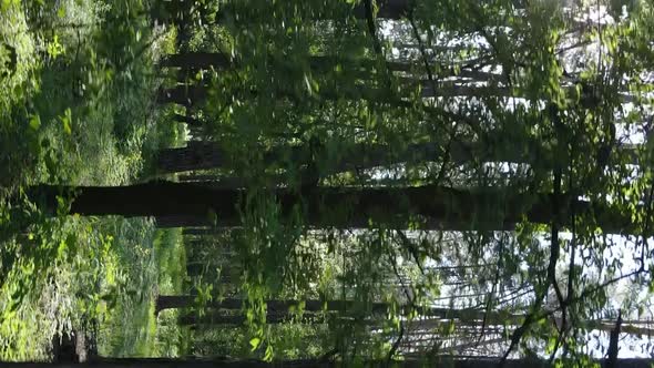 Vertical Video of a Beautiful Green Pine Forest on a Summer Day Slow Motion alt