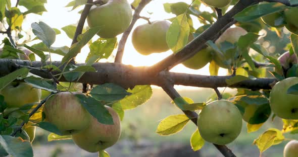 Apples Hanging on the Tree Branches in the Sunlight. Good Harvest in the Garden alt