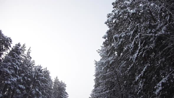 Scenic Forest Road Between Snow-Covered Pine Trees