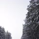 Scenic Forest Road Between Snow-Covered Pine Trees - VideoHive Item for Sale