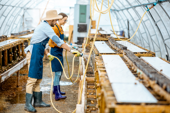 Man and woman working on the farm for snails growing - Stock Photo - Images