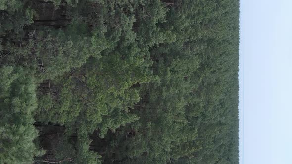 Vertical Video of Green Pine Forest By Day Aerial View alt