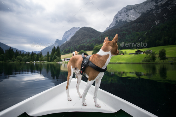 Cute basenji dog on boat in lake