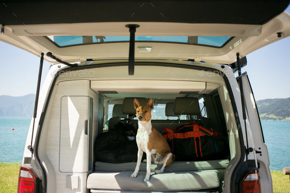 Basenji puppy sits in back of camping van