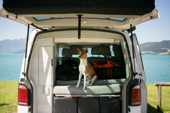 Basenji puppy sits in back of camping van