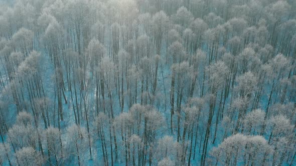 Calm Cinematic Flight Above  Snowy Forest In Winter Frosty Day alt