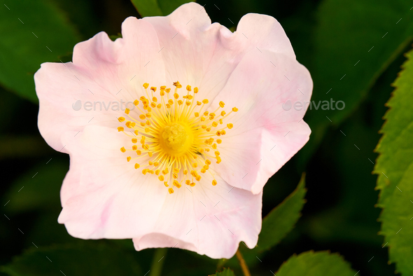 Baby pink flower - Stock Photo - Images