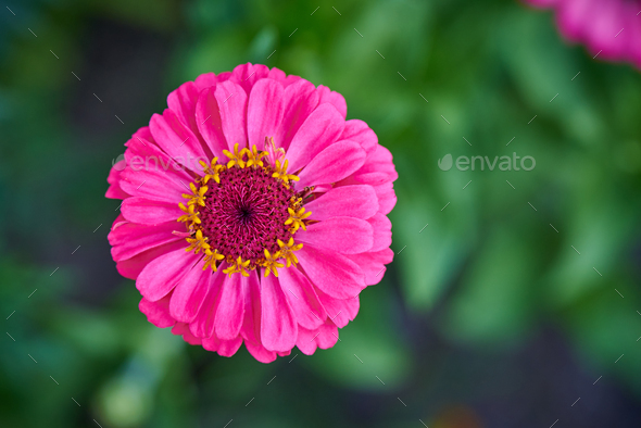 Bright pink flower - Stock Photo - Images