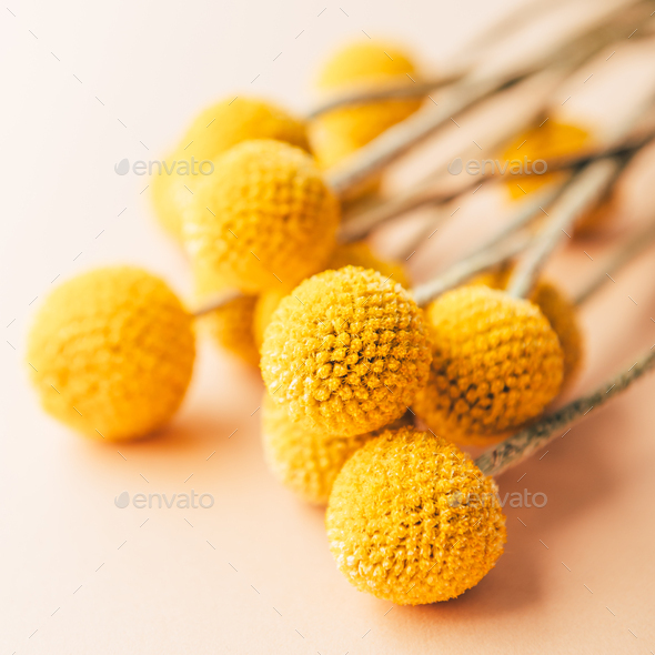 Craspedia globosa dry flowers - Stock Photo - Images
