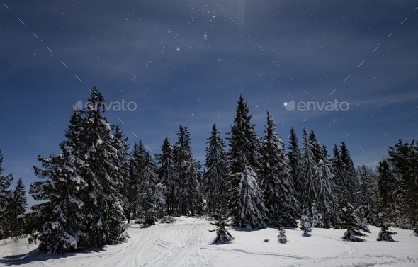 Winter Landscape With Fir Forest And Starry Sky Stock Photo