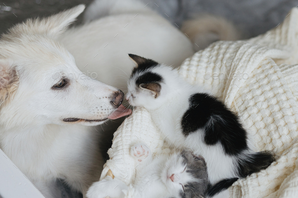 kittens kissing puppies