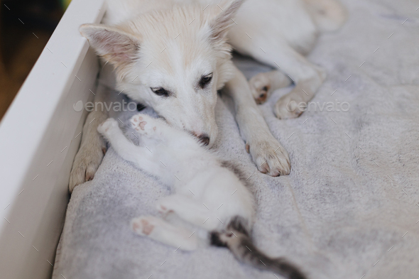 Adorable white puppy relaxing and playing with cute little kitten on bed. Adoption and love concept
