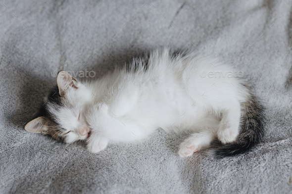 kitten licking blanket