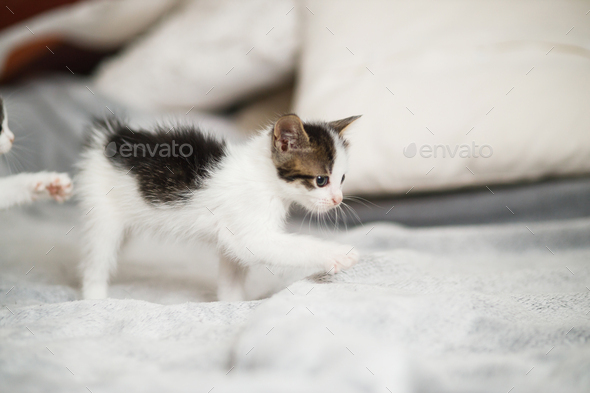 Cute little kittens walking on bed. Two adorable funny kittens playing in  bedroom Stock Photo by Sonyachny