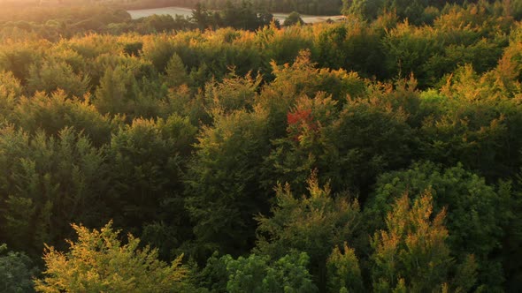 Orbiting around autumn trees at sunrise