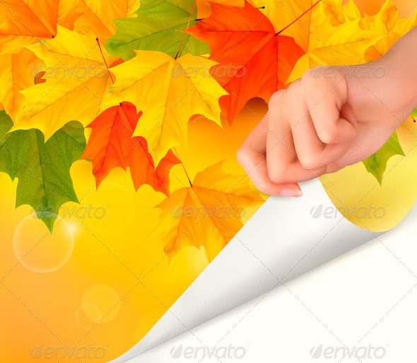 Autumn background with color leaves and woman hand - Flowers & Plants Nature