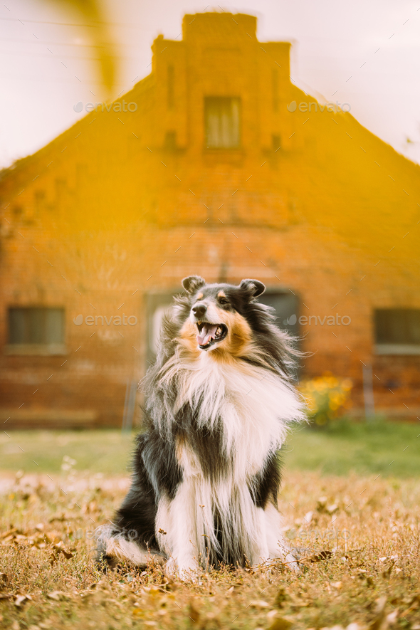 Tricolor Rough Collie, Funny Scottish Collie, Long-haired Collie, English  Collie, Lassie Dog Sitting Outdoors In Summer Day. Portrait - a Royalty  Free Stock Photo from Photocase