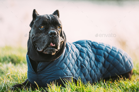 big dog cane corso