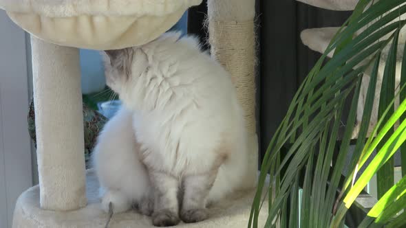 Beautiful cat sitting on cat tower. Cute cat and tree in room (Felis catus)