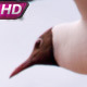 Soaring Seagull In The Sky - VideoHive Item for Sale